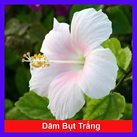 Cây Hoa Dâm Bụt Trắng - Cây cảnh sân vườn + Tặng phân bón cho cây mau lớn