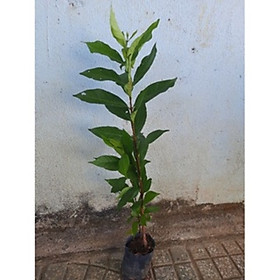 Mua Cây sắn thuyền ươm hạt cao khoảng 50cm
