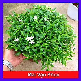 Sản phẩm BẦU CÂY GIỐNG MAI VẠN PHÚC( CÂY MAI TIỂU THƯ) - GỬI ĐI NGUYÊN CHẬU + Tặng (0,3kg) phân hữu cơ cao cấp