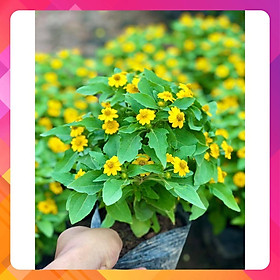 Mua Cây hoa cúc mặt trời đang hoa (ảnh thật)