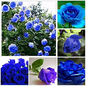 172A hạt giống hoa hồng leo xanh 10 hạt