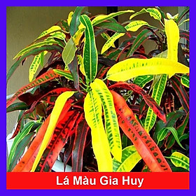 Cây lá màu gia huy - cây cảnh để trong nhà + tặng phân bón cho cây