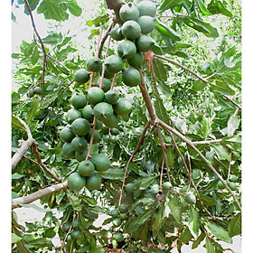 Cây macca giống ,Cây mắc ca giống - cây giống to