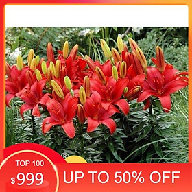 Mua (HÀNG MỚI VỀ) Củ giống hoa ly lùn hà lan