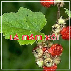 Mua Lá Mâm Xôi khô sạch đóng gói 1kg