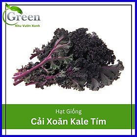 Hạt Giống Cải Xoăn Kale Tím (Kale Đỏ) (100H)