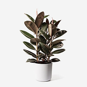 CÂY ĐA BÚP ĐỎ - CHẬU 3 CÂY - DÒNG CÂY MINI ĐỂ BÀN VƯỢNG PHONG THỦY CHO GIA CHỦ