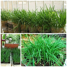 35C Hạt giống Hẹ Ta 5Gram Hạt Giống Hẹ Xanh Cao Sản