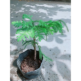 Mua Cây Tùng Bách Tán Lớn