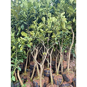 Cây bưởi diễn choai ghép cho quả luôn, chất lượng cao, cao 1m -1,2m