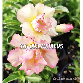 Cây hoa sứ kép Bonsai Thái Lan màu vàng viền cánh màu hồng phấn - Cây chưa có hoa – Mã số 1776