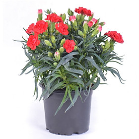 Hoa Cẩm Chướng Đỏ