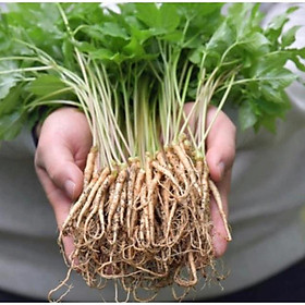 Mua Hạt giống Sâm Hàn Quốc 5 hạt
