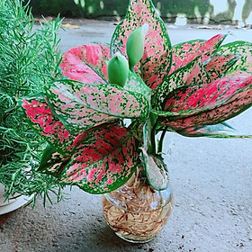 Mua Chậu Vạn Lộc Trồng Thuỷ Sinh Hàng Đẹp