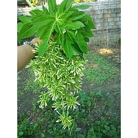 Mua Cây Giống Đu Đủ Đực cấy mô (chuẩn giống - siêu sớm)