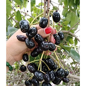 Mua CÂY GIỐNG TRÂM GỐI LÙN TỨ QUÝ ( chuẩn giống cây trồng)