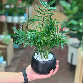 Cây Cau Tiểu Trâm để bàn