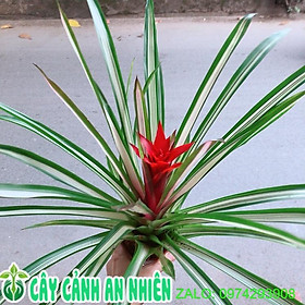 Cây Vẩy Nến Thái