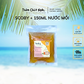 Mua Scoby làm trà Kombucha  con giống Kombucha kèm nước mồi 150ml  con giống làm trà Kombucha