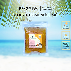 Scoby làm trà Kombucha, con giống Kombucha kèm nước mồi 150ml, con giống làm trà Kombucha