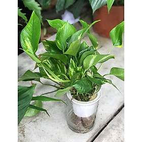 Trầu bà kèm chậu để bàn lộc không khí
