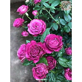 Hoa hồng ngoại Purple Tezza  cực đẹp - bầu to lớn, cây lớn trồng bịch vải