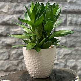 Chậu Cây Trúc Phú Quý