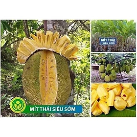 Mua Cây Giống Mít Thái Siêu Sớm