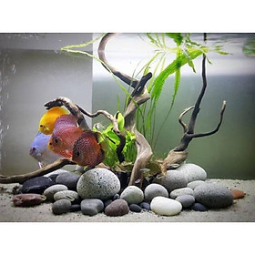 ĐÁ CUỘI TRANG TRÍ HỒ CÁ, HỒ THUỶ SINH