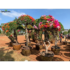 HOA GIẤY 2 màu hoặc 3 màu - cây đang hoa size to