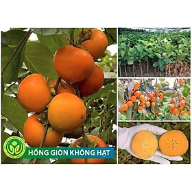 Mua CÂY GIỐNG HỒNG GIÒN KHÔNG HẠT GHÉP SIÊU SỚM