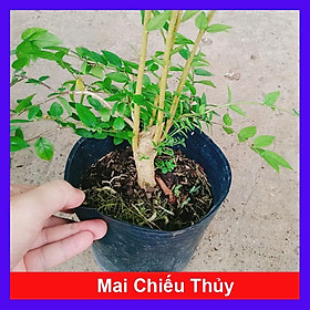 Cây Mai Chiếu Thủy - cây cảnh bonsai