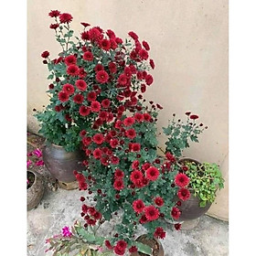 Mua CÂY GIỐNG CÚC CỔ SƠN LA