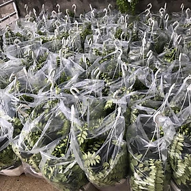 Mua SỈ thùng 05 chậu SON MÔI hoa đỏ chậu treo