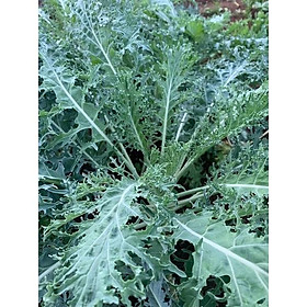 Cây Giống Cải Xoăn Kale rong biển xanh - cây già khỏe, ươm trong bầu đảm bảo
