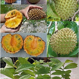 GIỐNG CÂY NA NAM MỸ CHUẨN F1