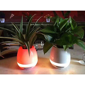 Mua Loa Bluetooth Kiêm Chậu Trồng Cây Ma Thuật Cảm Ứng