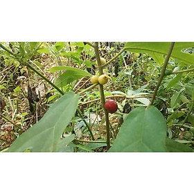 Mua 01kg Cây Vú Bò Khô Nhà Làm 981SP