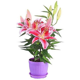 Mua combo 3 củ HOA LY LÙN THƠM CHUẨN HÀ LAN-củ giống