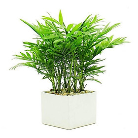 Mua cây giống cau tiểu trâm -cây phong thủy