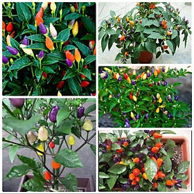 Mua Gói 20 Hạt Giống Ớt Ngũ Sắc
