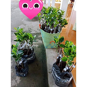 Mua Cây Mít không hạt ra trái sau 15 tháng (ảnh thật) Mua 4 tặng 1 cây bất kì