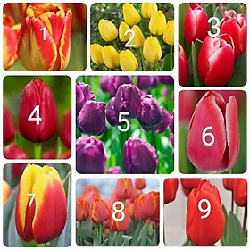 Mua CỦ HOA TULIP NHIỀU MÀU( MUA 10 CỦ TẶNG 1 CỦ)