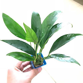 RÁY LƯỠI HỔ LÁ DÀI - DÁN ĐÁ LŨA HỒ CÁ THUỶ SINH