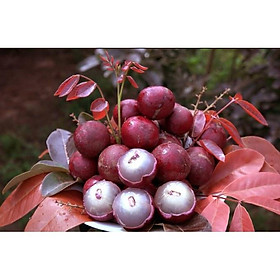 Mua Cây nhãn tím Mua 3 tặng 1 cây bất kì