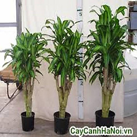 CHẬU CÂY THIẾT MỘC LAN SIÊU ĐẸP
