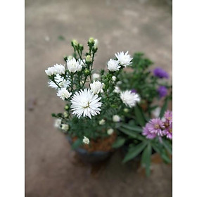 Mua combo 5:bầu thạch thảo kép sẵn hoa và nụ đủ 5 màu