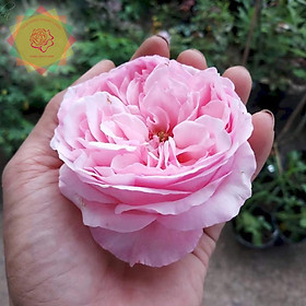 Mua Cây hoa hồng ngoại Carey hồng bông to bền hoa - Hoa hồng Thăng Long Flower