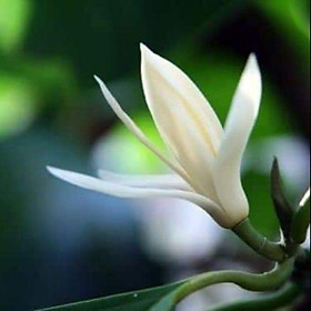 Mua CÂY HOA NGỌC LAN