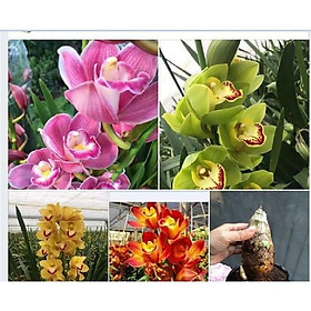 Mua COMBO 5 CỦ GIỐNG HOA địa lan santo đủ màu luôn  hoa tết  cực đẹp  hoa bền 2-3 tháng